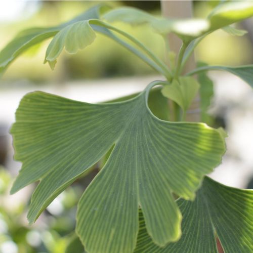 GINKGO